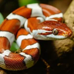 Corn Snake